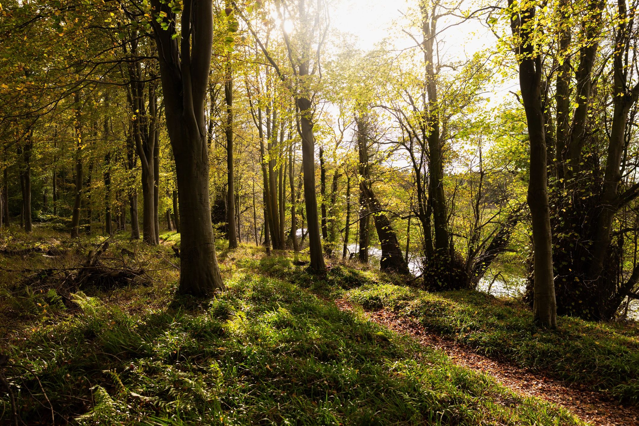 Sunlit woodland representing connection and oneness